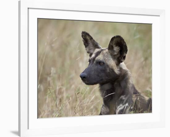 African Wild Dog (African Hunting Dog) (Cape Hunting Dog) (Lycaon Pictus)-James Hager-Framed Photographic Print