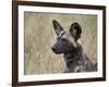 African Wild Dog (African Hunting Dog) (Cape Hunting Dog) (Lycaon Pictus)-James Hager-Framed Photographic Print