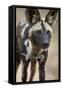 African Wild Dog (African Hunting Dog) (Cape Hunting Dog) (Lycaon Pictus)-James Hager-Framed Stretched Canvas