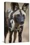 African Wild Dog (African Hunting Dog) (Cape Hunting Dog) (Lycaon Pictus)-James Hager-Stretched Canvas