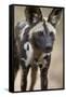 African Wild Dog (African Hunting Dog) (Cape Hunting Dog) (Lycaon Pictus)-James Hager-Framed Stretched Canvas