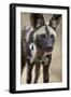 African Wild Dog (African Hunting Dog) (Cape Hunting Dog) (Lycaon Pictus)-James Hager-Framed Photographic Print