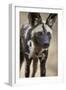 African Wild Dog (African Hunting Dog) (Cape Hunting Dog) (Lycaon Pictus)-James Hager-Framed Photographic Print