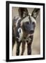 African Wild Dog (African Hunting Dog) (Cape Hunting Dog) (Lycaon Pictus)-James Hager-Framed Photographic Print