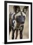 African Wild Dog (African Hunting Dog) (Cape Hunting Dog) (Lycaon Pictus)-James Hager-Framed Photographic Print