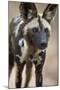 African Wild Dog (African Hunting Dog) (Cape Hunting Dog) (Lycaon Pictus)-James Hager-Mounted Photographic Print