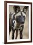 African Wild Dog (African Hunting Dog) (Cape Hunting Dog) (Lycaon Pictus)-James Hager-Framed Photographic Print