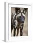 African Wild Dog (African Hunting Dog) (Cape Hunting Dog) (Lycaon Pictus)-James Hager-Framed Photographic Print