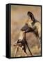 African Wild Dog Carrying Dead Impala Calf-Paul Souders-Framed Stretched Canvas