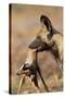 African Wild Dog Carrying Dead Impala Calf-Paul Souders-Stretched Canvas