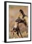 African Wild Dog Carrying Dead Impala Calf-Paul Souders-Framed Photographic Print