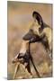 African Wild Dog Carrying Dead Impala Calf-Paul Souders-Mounted Photographic Print