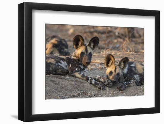African wild dog (Lycaon pictus) at rest, Kruger National Park, South Africa, Africa-Ann and Steve Toon-Framed Photographic Print