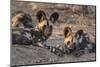 African wild dog (Lycaon pictus) at rest, Kruger National Park, South Africa, Africa-Ann and Steve Toon-Mounted Photographic Print