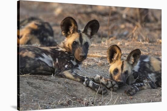 African wild dog (Lycaon pictus) at rest, Kruger National Park, South Africa, Africa-Ann and Steve Toon-Stretched Canvas