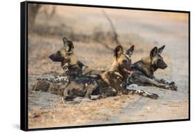 African wild dog (Lycaon pictus) at rest, Kruger National Park, South Africa, Africa-Ann and Steve Toon-Framed Stretched Canvas