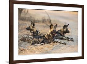 African wild dog (Lycaon pictus) at rest, Kruger National Park, South Africa, Africa-Ann and Steve Toon-Framed Photographic Print