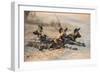 African wild dog (Lycaon pictus) at rest, Kruger National Park, South Africa, Africa-Ann and Steve Toon-Framed Photographic Print