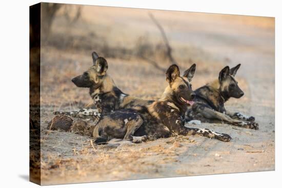 African wild dog (Lycaon pictus) at rest, Kruger National Park, South Africa, Africa-Ann and Steve Toon-Stretched Canvas