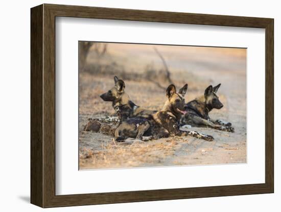 African wild dog (Lycaon pictus) at rest, Kruger National Park, South Africa, Africa-Ann and Steve Toon-Framed Photographic Print