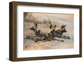 African wild dog (Lycaon pictus) at rest, Kruger National Park, South Africa, Africa-Ann and Steve Toon-Framed Photographic Print