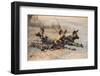 African wild dog (Lycaon pictus) at rest, Kruger National Park, South Africa, Africa-Ann and Steve Toon-Framed Photographic Print