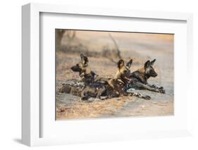 African wild dog (Lycaon pictus) at rest, Kruger National Park, South Africa, Africa-Ann and Steve Toon-Framed Photographic Print