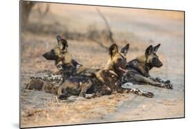 African wild dog (Lycaon pictus) at rest, Kruger National Park, South Africa, Africa-Ann and Steve Toon-Mounted Photographic Print