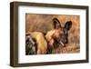 African wild dog (Lycaon pictus), Okavango Delta, Botswana, Africa-Sergio Pitamitz-Framed Photographic Print