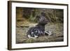 African Wild Dog (Lycaon Pictus) One Month Old Pup Resting At A Den Site-Neil Aldridge-Framed Photographic Print