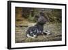 African Wild Dog (Lycaon Pictus) One Month Old Pup Resting At A Den Site-Neil Aldridge-Framed Photographic Print