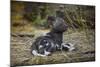 African Wild Dog (Lycaon Pictus) One Month Old Pup Resting At A Den Site-Neil Aldridge-Mounted Photographic Print