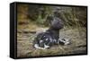 African Wild Dog (Lycaon Pictus) One Month Old Pup Resting At A Den Site-Neil Aldridge-Framed Stretched Canvas