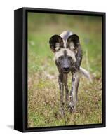 African wild dog (Lycaon pictus) portrait, Mana Pools National Park, Zimbabwe-Tony Heald-Framed Stretched Canvas