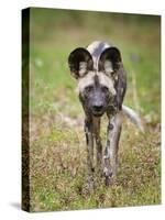 African wild dog (Lycaon pictus) portrait, Mana Pools National Park, Zimbabwe-Tony Heald-Stretched Canvas