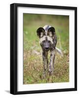 African wild dog (Lycaon pictus) portrait, Mana Pools National Park, Zimbabwe-Tony Heald-Framed Photographic Print