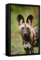 African Wild Dog (Lycaon pictus) pup, close-up of head, Kwando Lagoon, Linyanti-Shem Compion-Framed Stretched Canvas