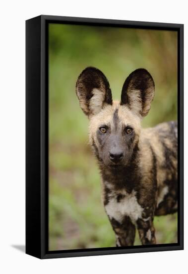 African Wild Dog (Lycaon pictus) pup, close-up of head, Kwando Lagoon, Linyanti-Shem Compion-Framed Stretched Canvas