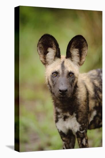 African Wild Dog (Lycaon pictus) pup, close-up of head, Kwando Lagoon, Linyanti-Shem Compion-Stretched Canvas