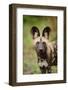 African Wild Dog (Lycaon pictus) pup, close-up of head, Kwando Lagoon, Linyanti-Shem Compion-Framed Photographic Print