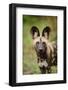 African Wild Dog (Lycaon pictus) pup, close-up of head, Kwando Lagoon, Linyanti-Shem Compion-Framed Photographic Print