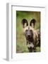 African Wild Dog (Lycaon pictus) pup, close-up of head, Kwando Lagoon, Linyanti-Shem Compion-Framed Photographic Print