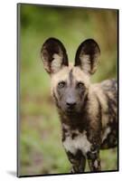 African Wild Dog (Lycaon pictus) pup, close-up of head, Kwando Lagoon, Linyanti-Shem Compion-Mounted Photographic Print