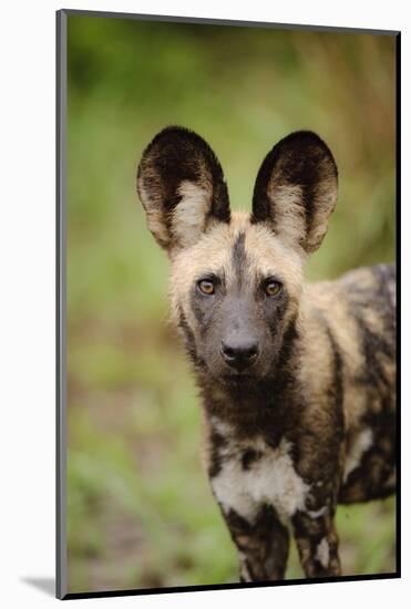 African Wild Dog (Lycaon pictus) pup, close-up of head, Kwando Lagoon, Linyanti-Shem Compion-Mounted Photographic Print