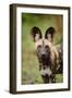 African Wild Dog (Lycaon pictus) pup, close-up of head, Kwando Lagoon, Linyanti-Shem Compion-Framed Photographic Print