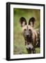 African Wild Dog (Lycaon pictus) pup, close-up of head, Kwando Lagoon, Linyanti-Shem Compion-Framed Photographic Print