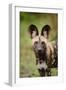 African Wild Dog (Lycaon pictus) pup, close-up of head, Kwando Lagoon, Linyanti-Shem Compion-Framed Photographic Print