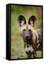 African Wild Dog (Lycaon pictus) pup, close-up of head, Kwando Lagoon, Linyanti-Shem Compion-Framed Stretched Canvas