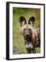 African Wild Dog (Lycaon pictus) pup, close-up of head, Kwando Lagoon, Linyanti-Shem Compion-Framed Photographic Print