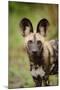 African Wild Dog (Lycaon pictus) pup, close-up of head, Kwando Lagoon, Linyanti-Shem Compion-Mounted Photographic Print